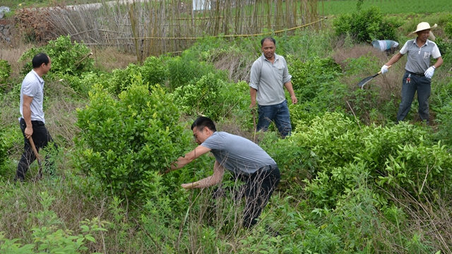 En el mes de mayo, funcionarios del poblado de Wenshi en el condado de Guanyang, en la Región Autónoma Zhuang de Guangxi, pusieron en marcha una campaña para talar los árboles frutales y utilizar la tierra para plantar cereales.