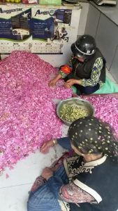 Clasificador de pétalos de rosa usando un casco de estaño