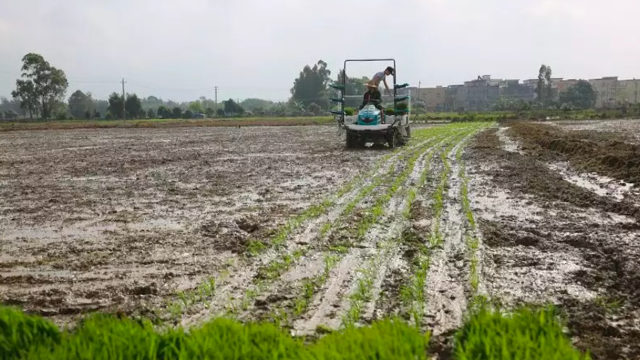 Los agricultores están trabajando para recuperar los campos abandonados.